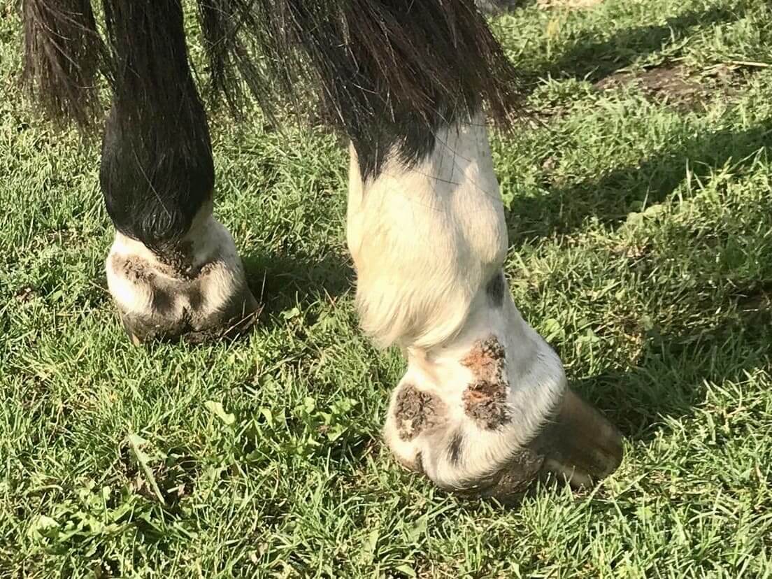 Leidet das Pferd an einer Mauke Erkrankung, kann Zink die Heilung beschleunigen oder sogar eine Entzündung verhindern. Leidet das Pferd an einer Mauke Erkrankung, kann Zink die Heilung beschleunigen oder sogar eine Entzündung verhindern.