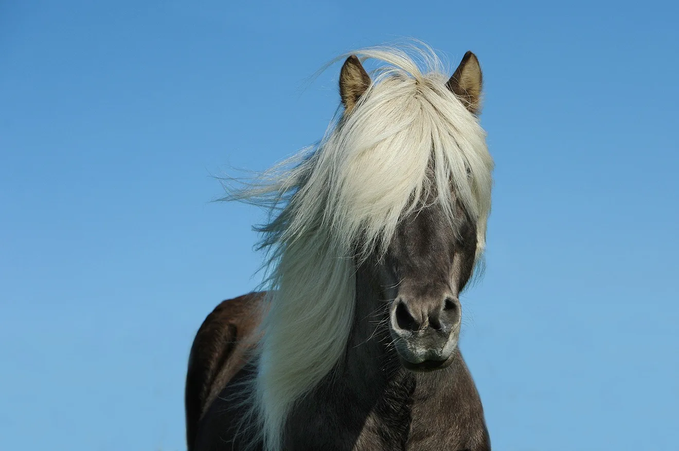 pony-mit-langer-maehne-blauer-himmel
