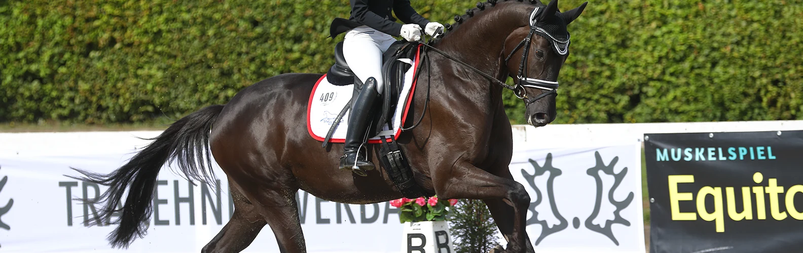 sportpferd galoppert auf dem tunier