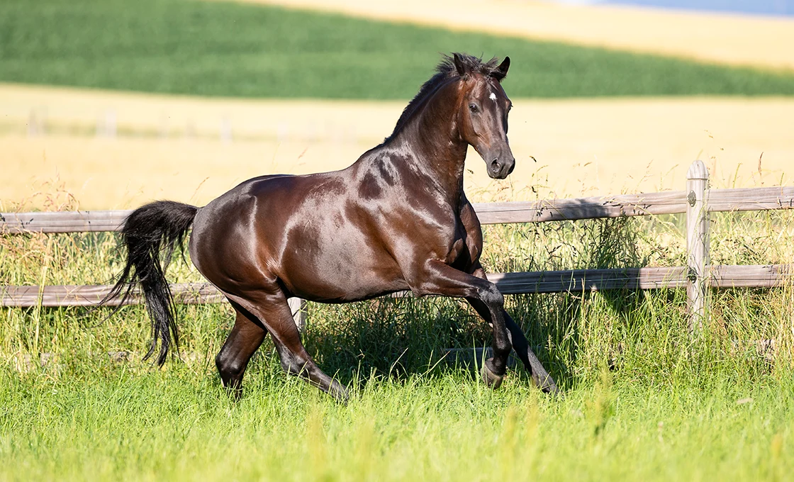 Pferd galoppiert auf der Weide am Zaun