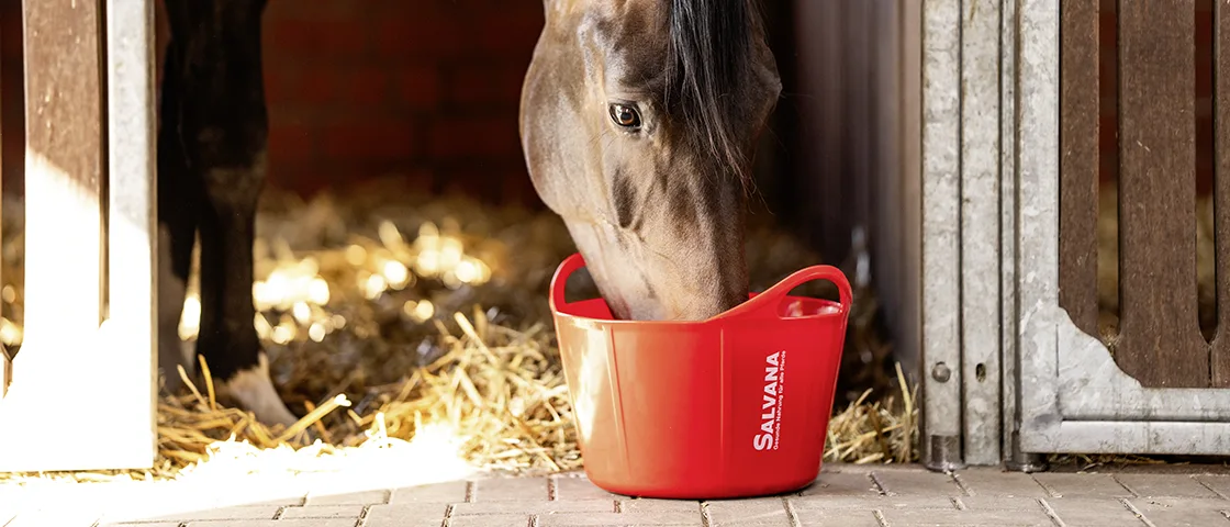 Pferde frisst auch Schale