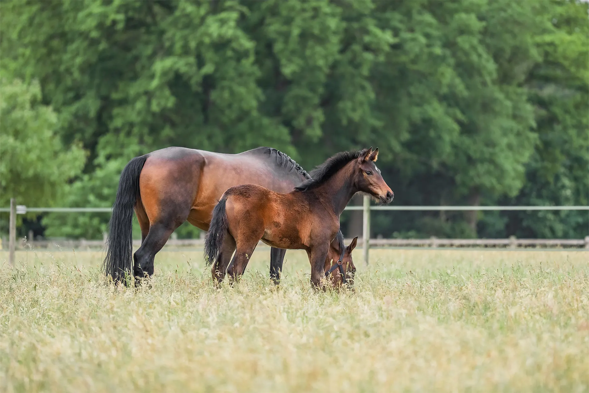 Fohlen mit Stute auf der Weide