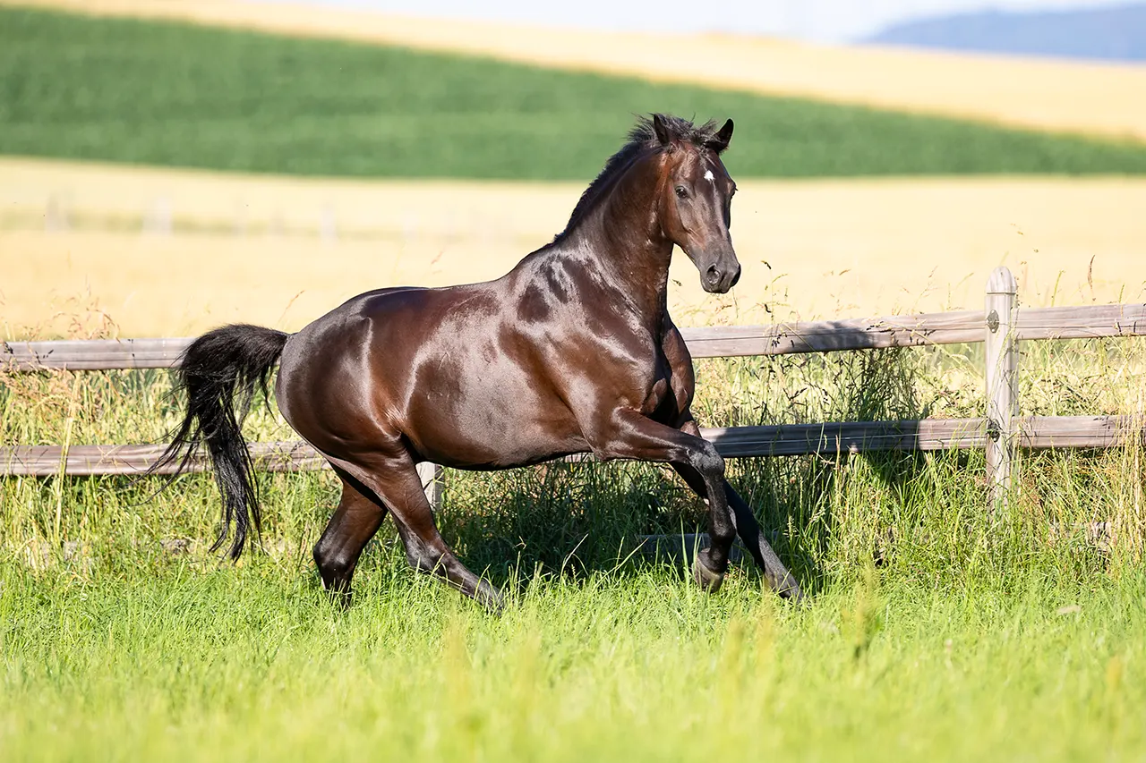 Maßnahmen zur Vorbeugung / Behandlung bei Pferden mit Magengeschwüren