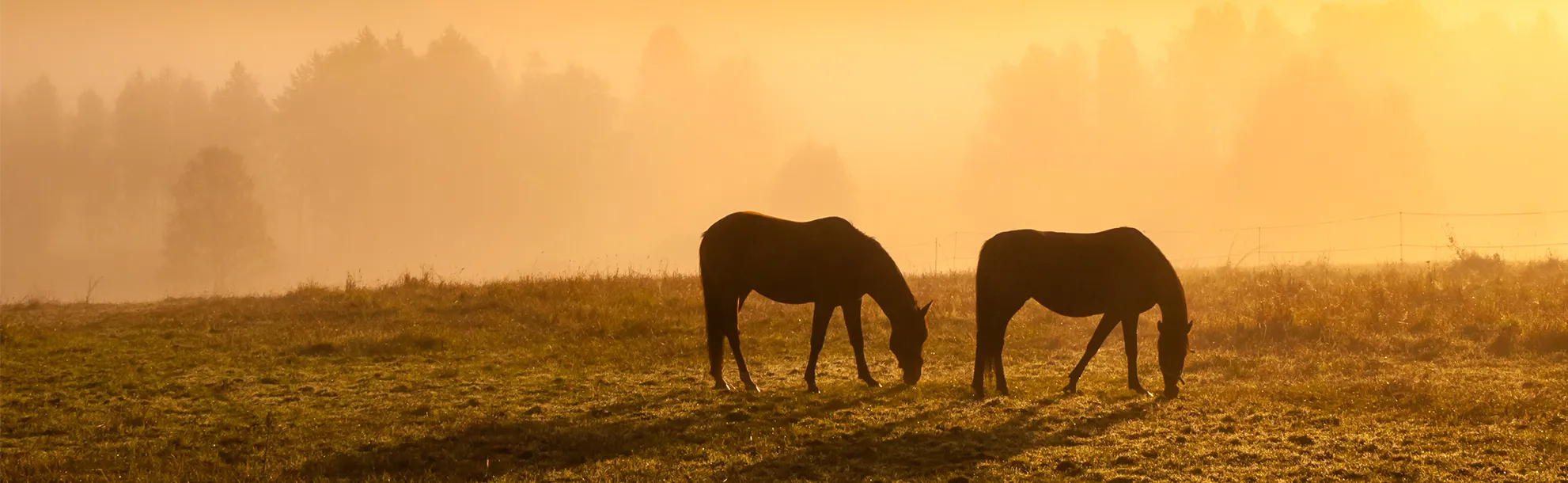 pferde stehen bei sonnenaufgang auf der weide