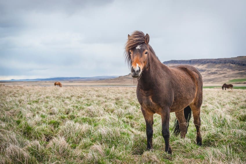 Durchfall Beim Pferd Nach Weidegang