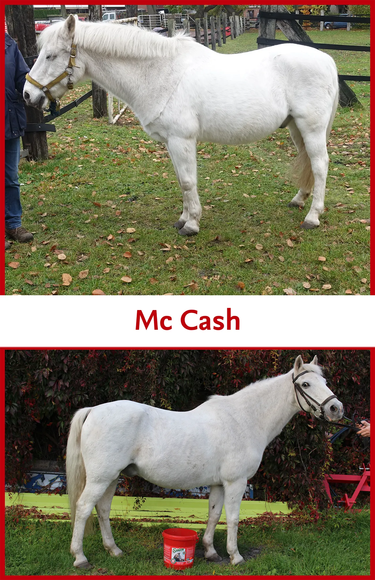 MC Cash – Pferde-Senior