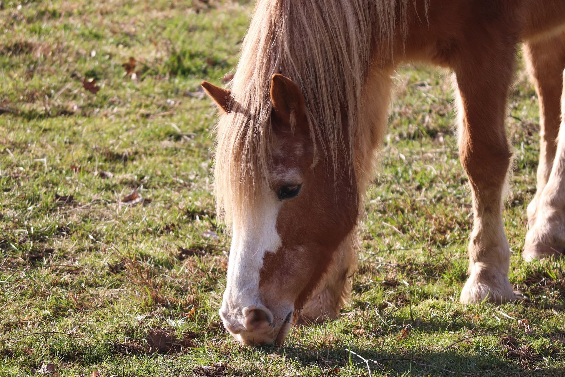 Pferd Tee Füttern