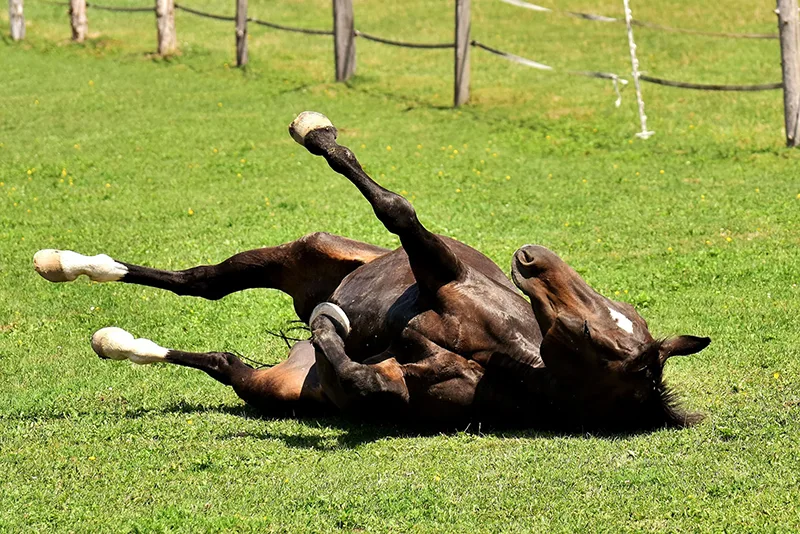 pferd-wälzt-sich-auf-der-weide-im-gras