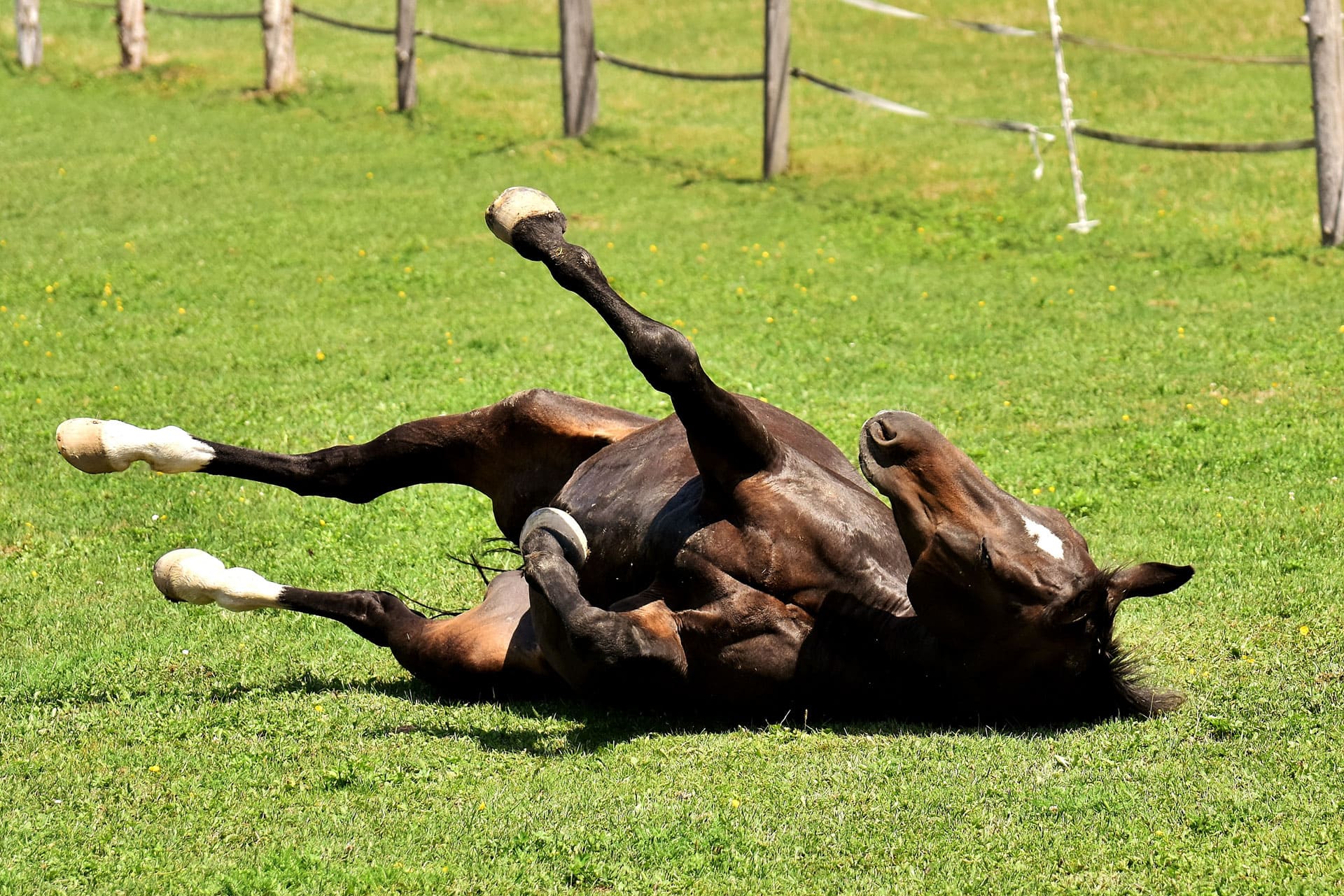 pferd-wälzt-sich-auf-der-weide
