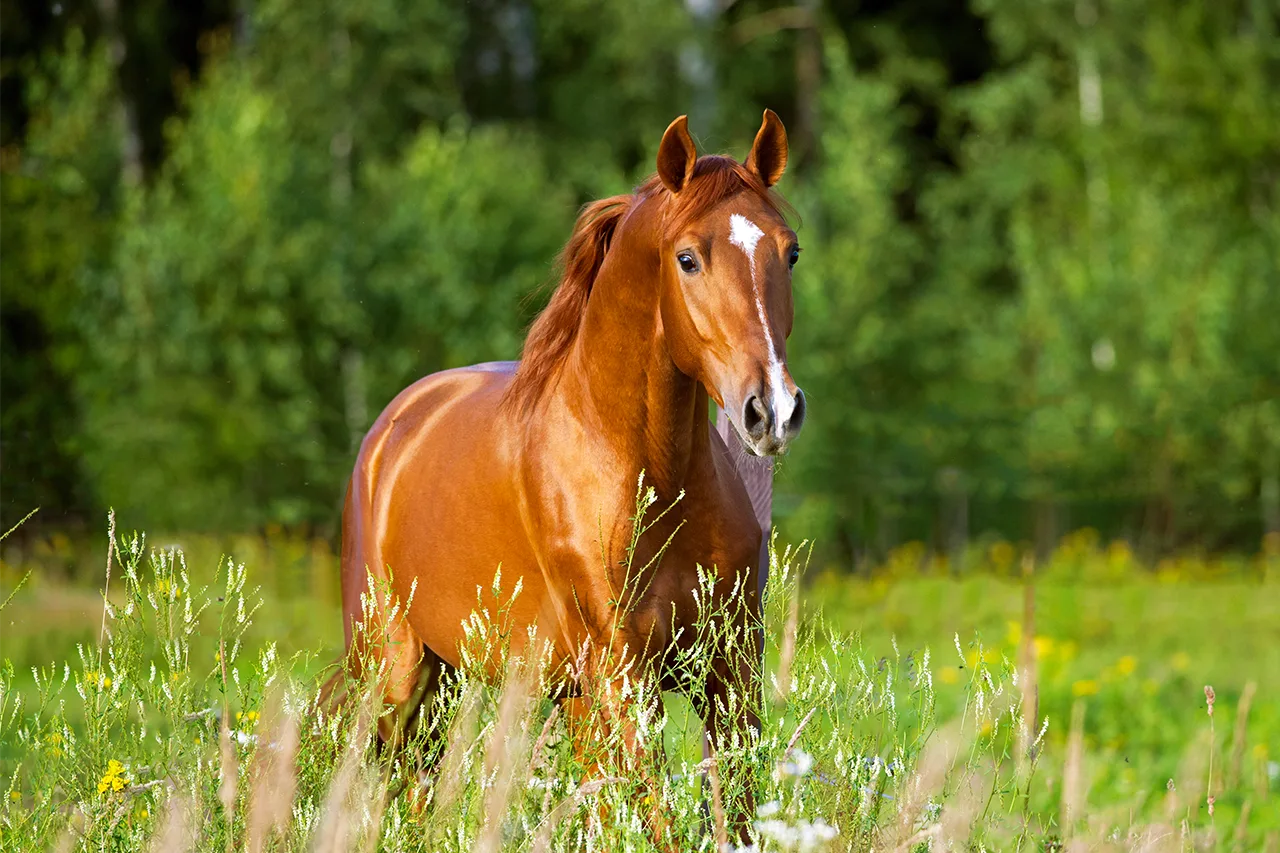 Pferd trabt auf der Weide