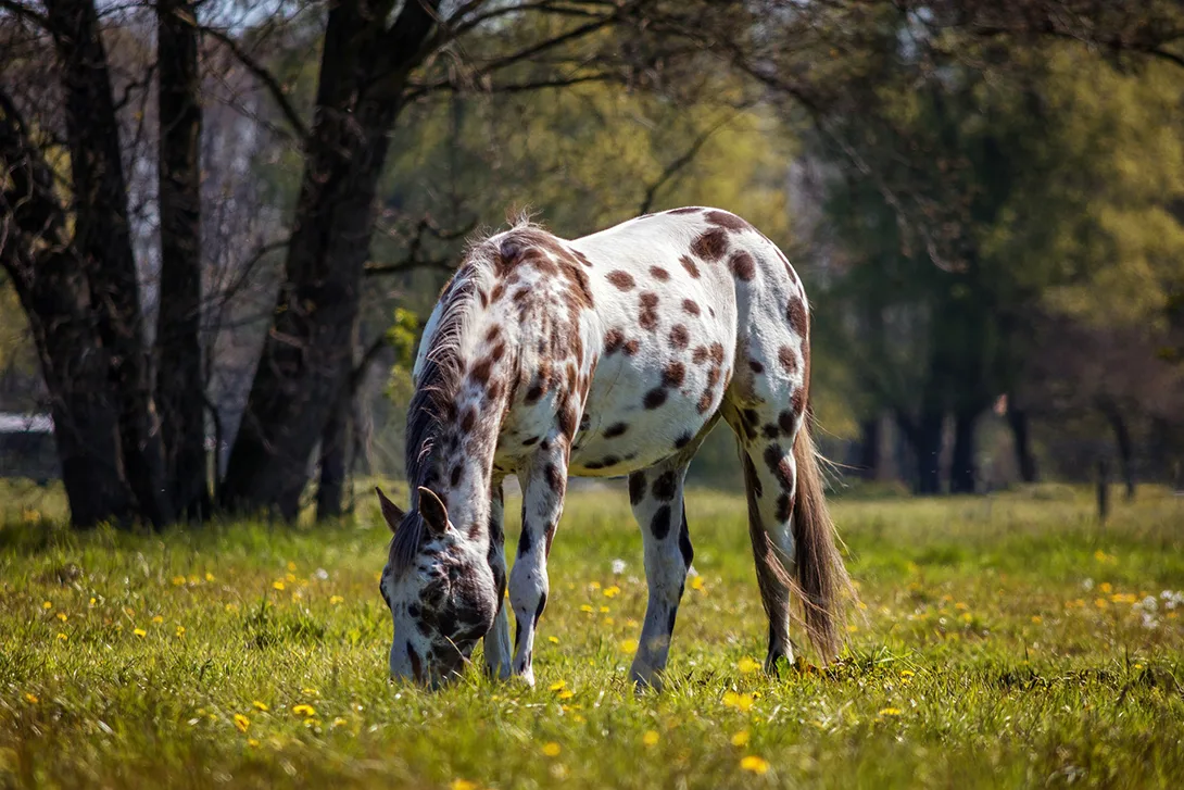 Pferd hat Durchfall: Ursachen + Hilfe