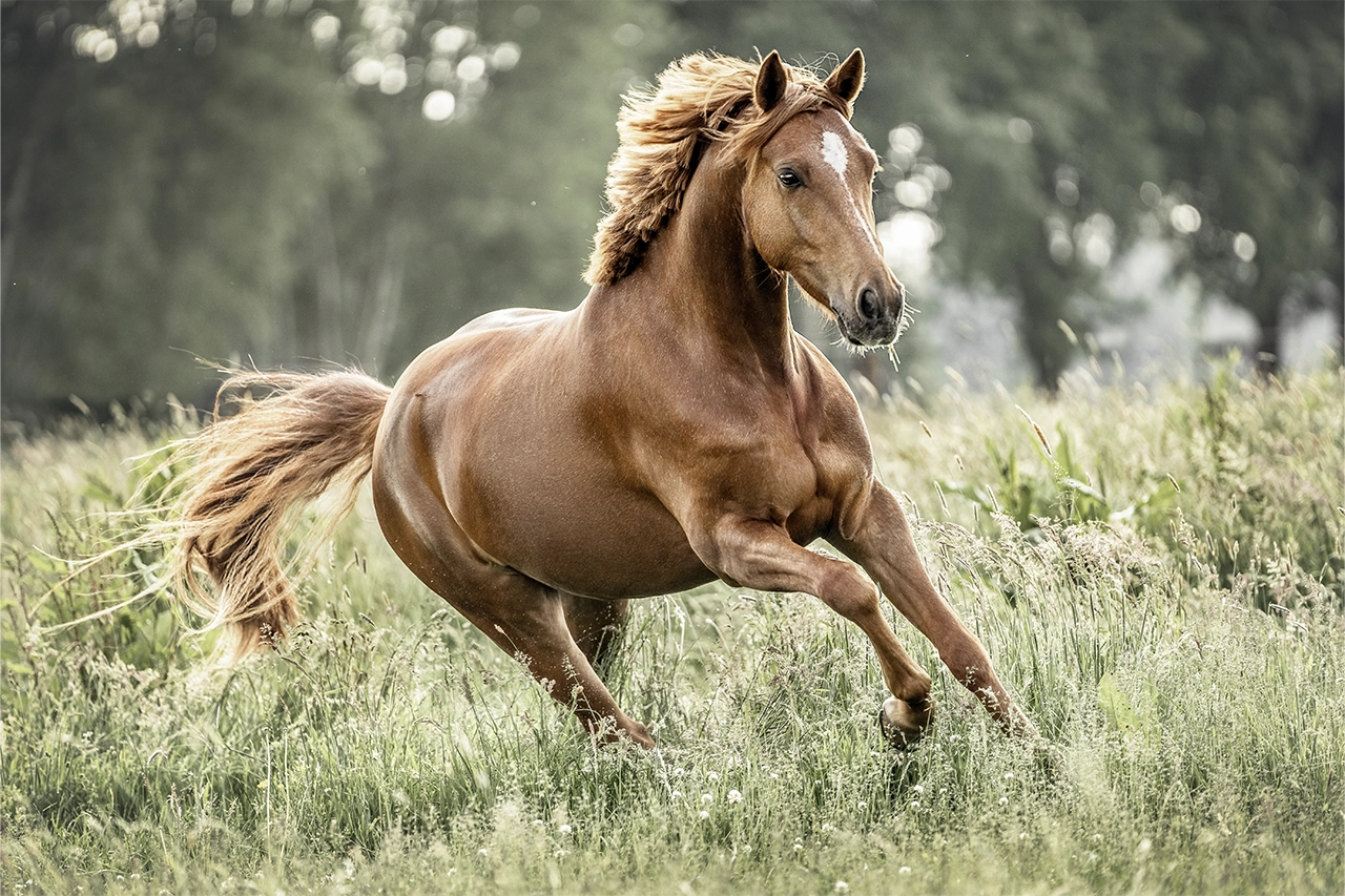pferd galoppiert auf der weide