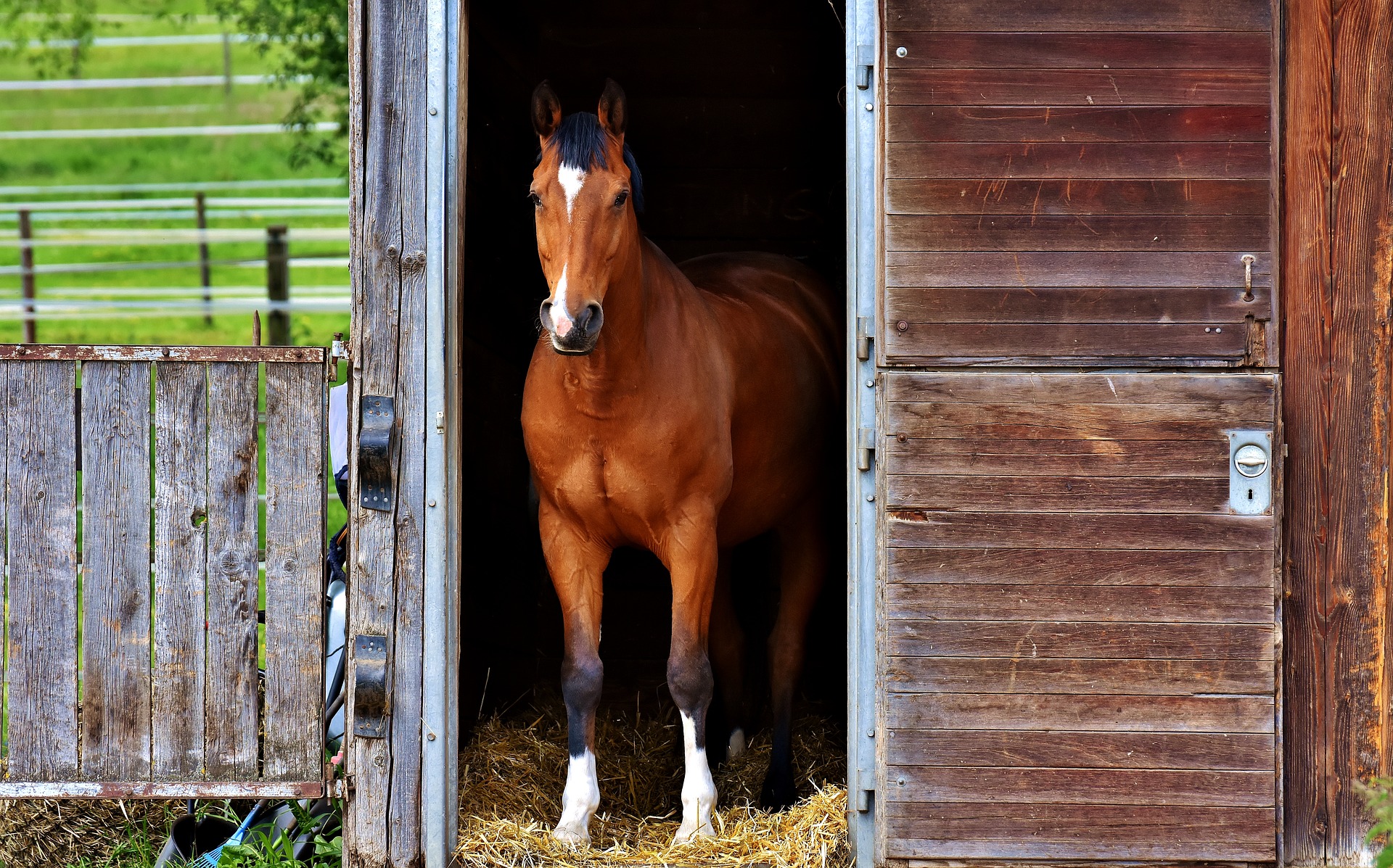 Pferd-im-Pferdestall-Tür-auf
