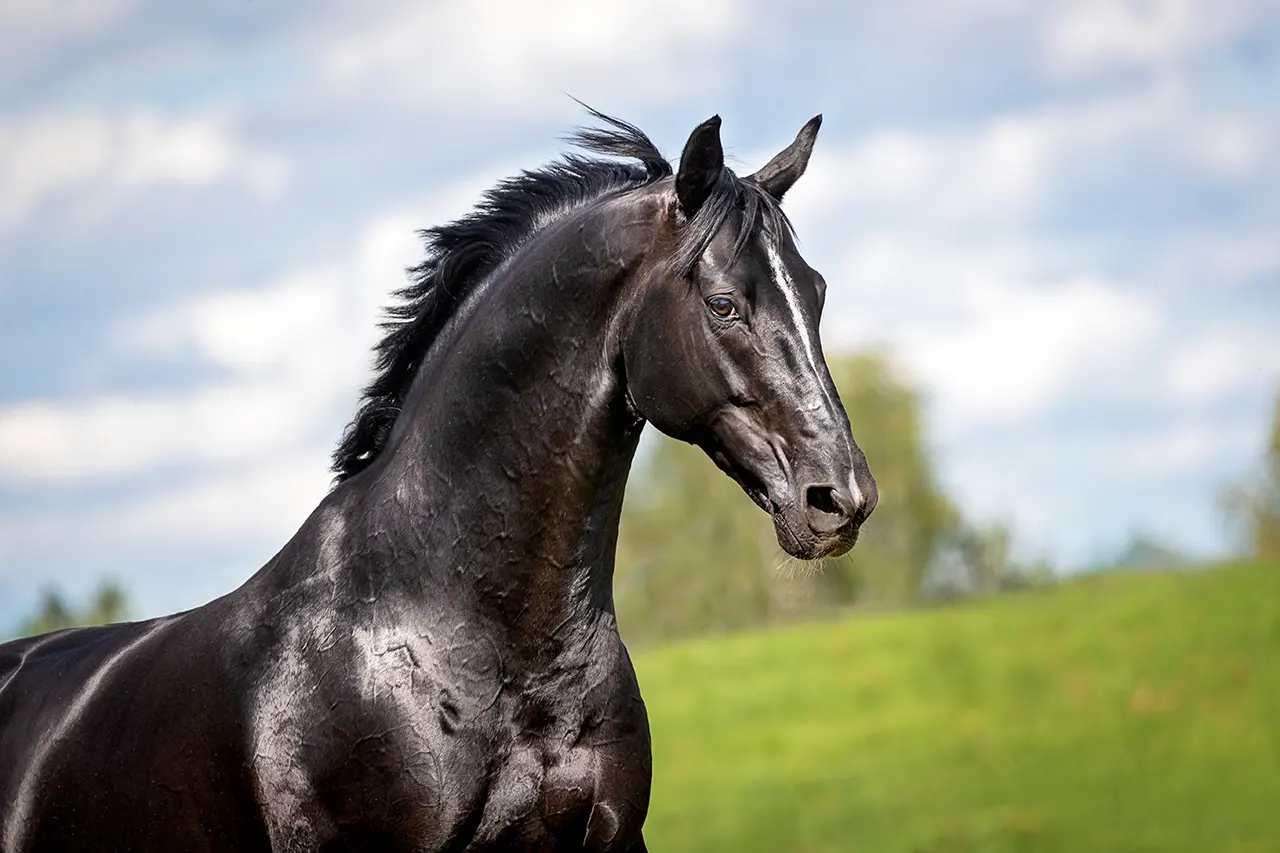 Behandlungsmöglichkeiten bei Pferden mit Magengeschwüren