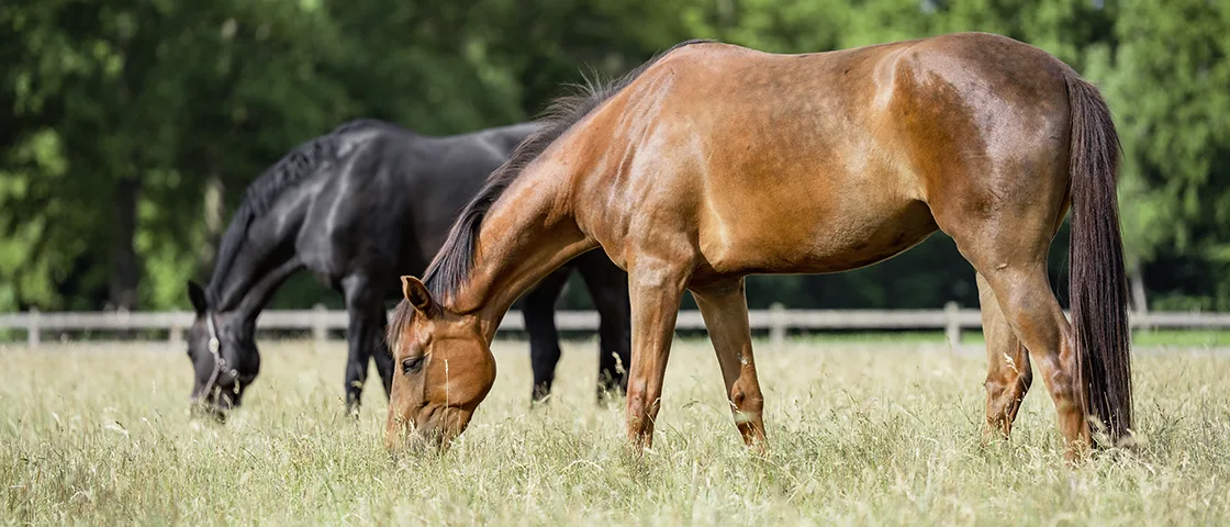 Pferde grasen auf der Weide