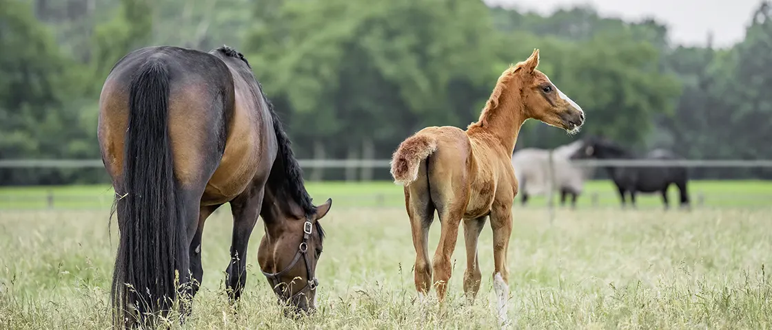 Fohlen mit Stute auf der Weide