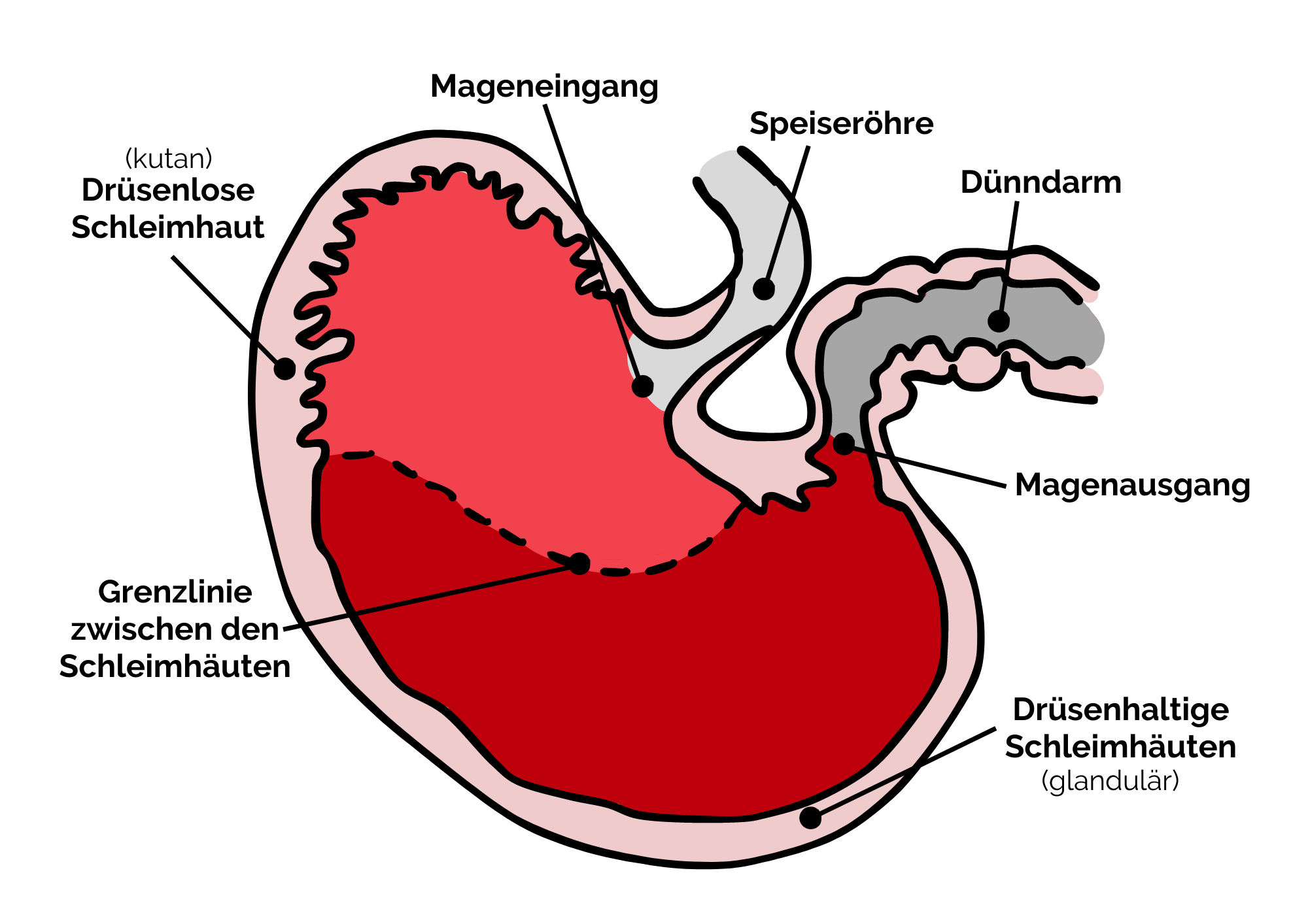 Pferdemagen - inkl. Bezeichnung.png