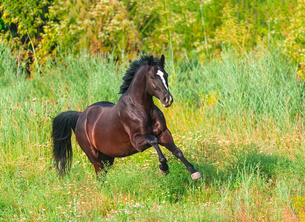 Magengeschwüren Pferd: Symptome