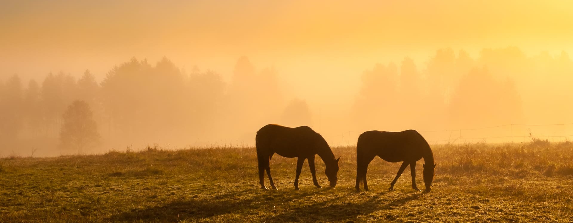 Pferdegesundheit Ratgeber – alles über Dein Pferd