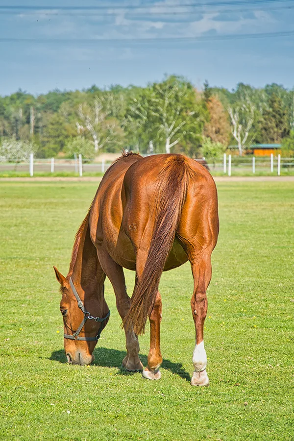 Ursachen für Durchfall beim Pferd