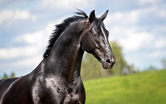 schwarzes Pferd auf der Weide
