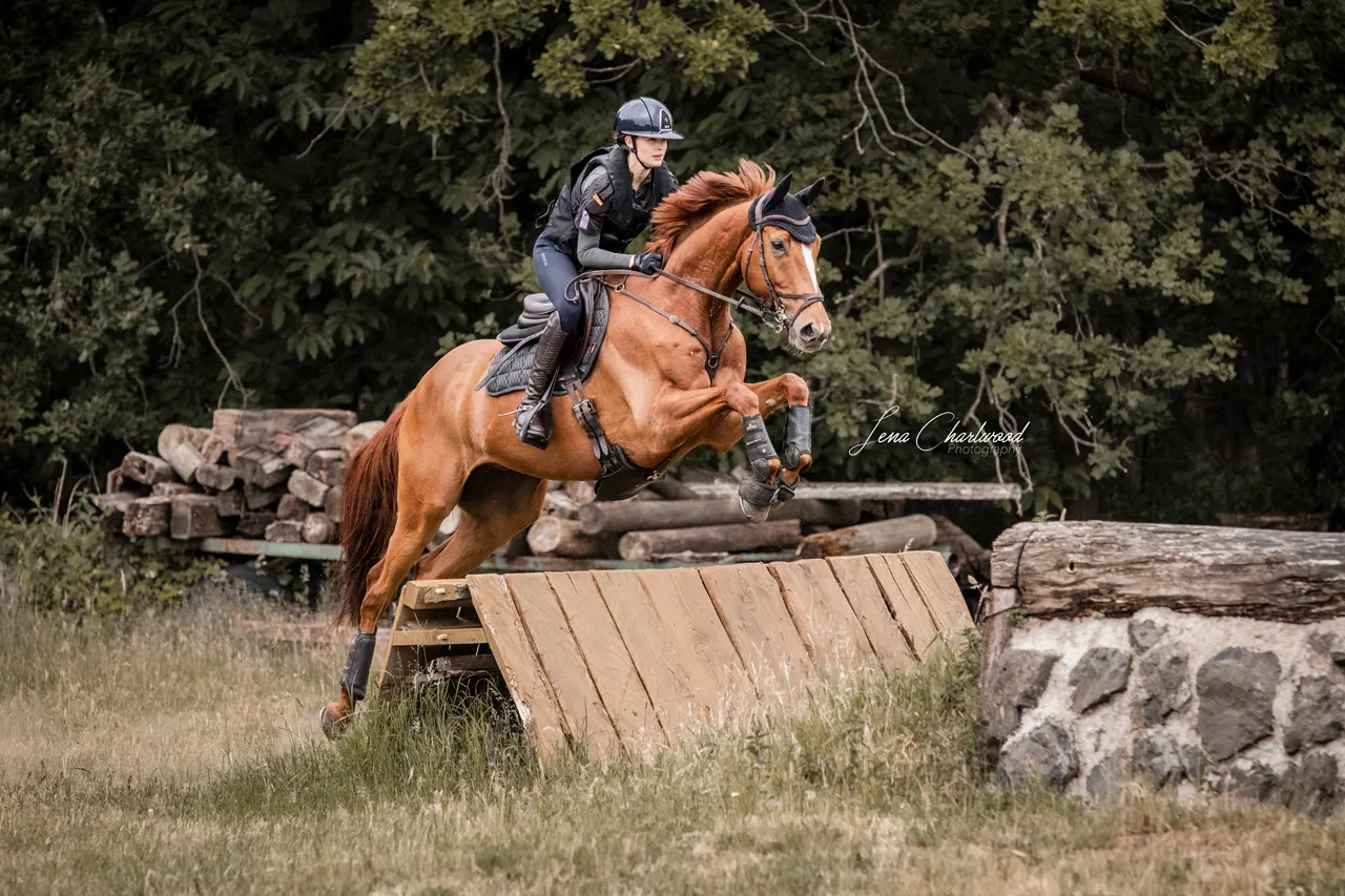 Pferd Muskelaufbau