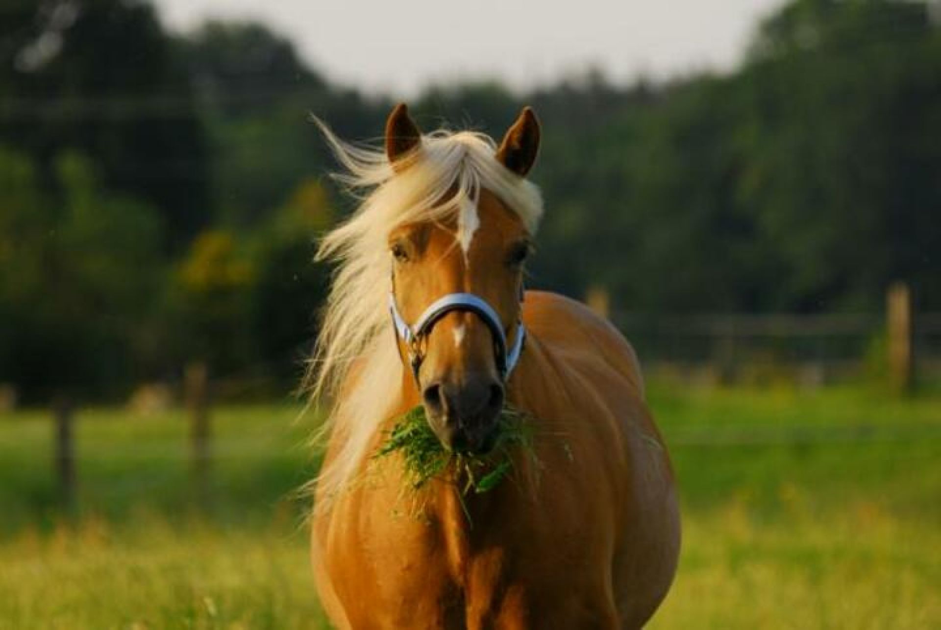 Hochwertiges Pferdefutter fürs Pferd | SALVANA